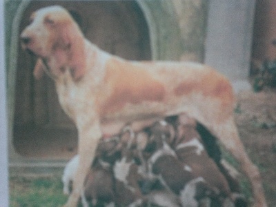 de la grève aux loups - 15  jolis chiots de l' année 2002 .