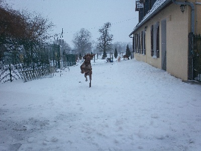 de la grève aux loups - jeune mâle en 2013