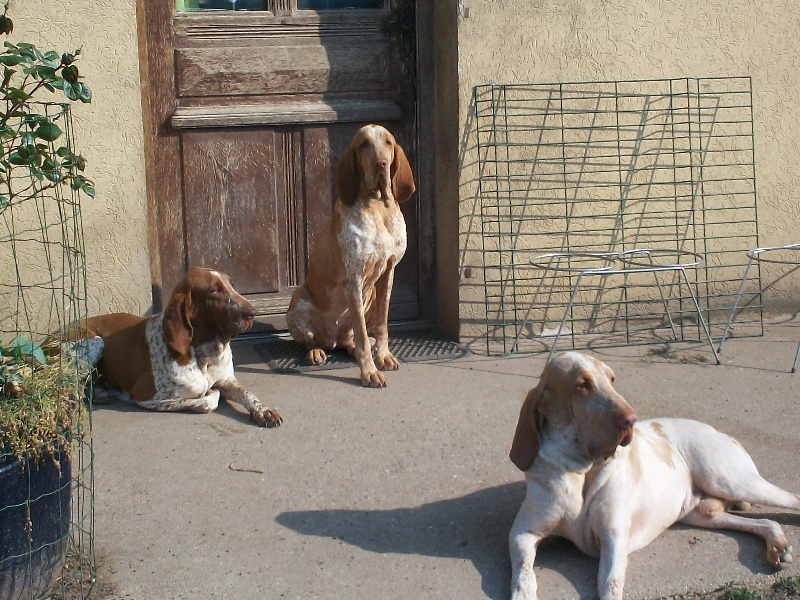 Cara de la grève aux loups